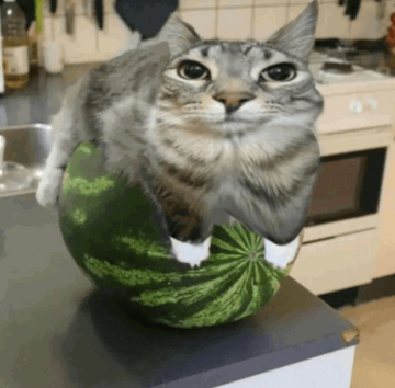 This is a waddermelon cat